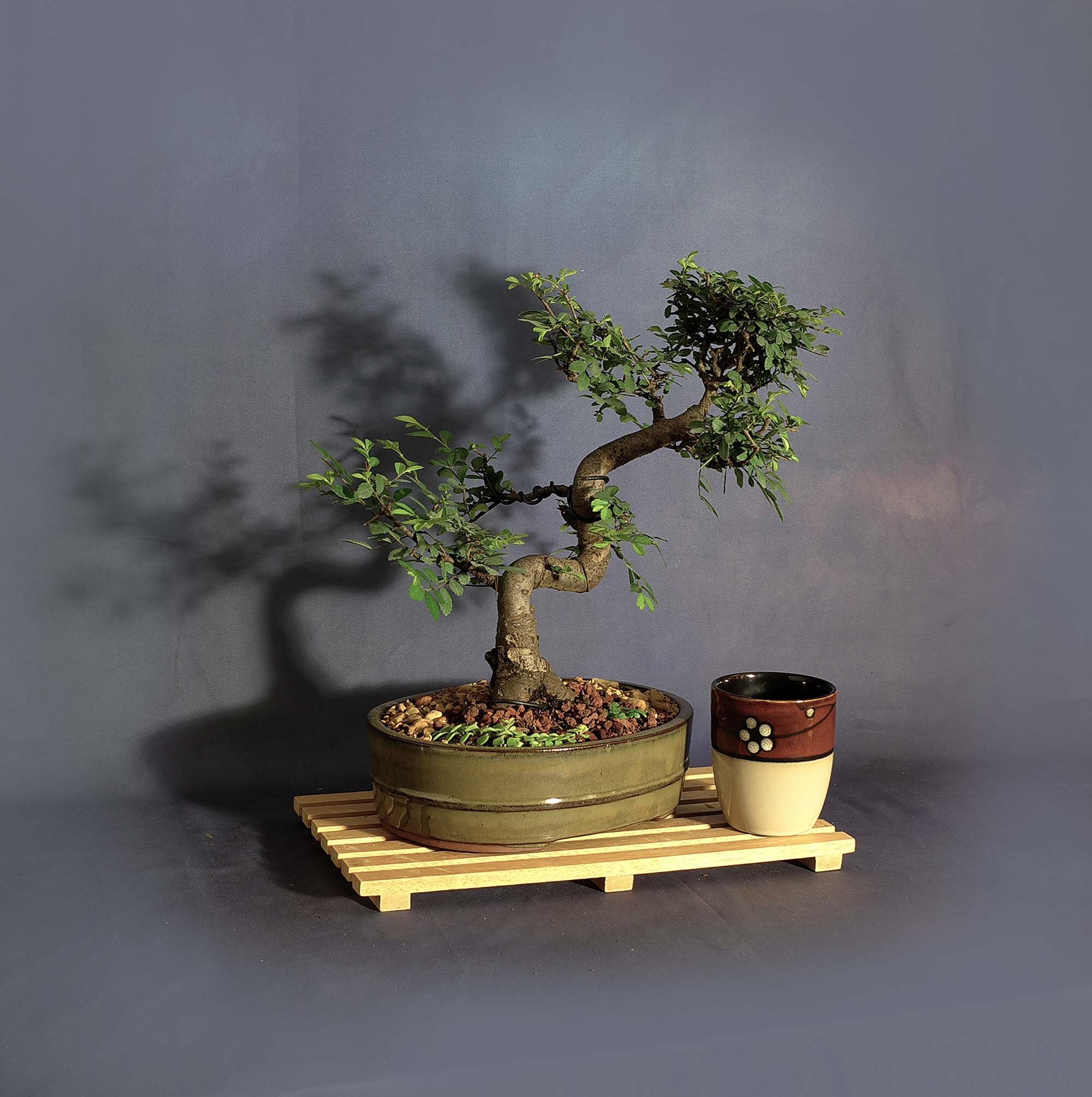 Zelkova Elm bonsai tree, Stay at home collection from LiveBonsaiTree