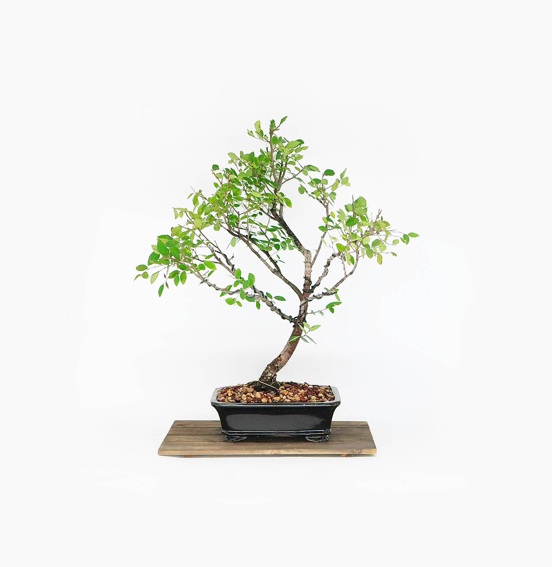 American native Elm Bonsai Tree, Green Joy Collection from LiveBonsaiTree