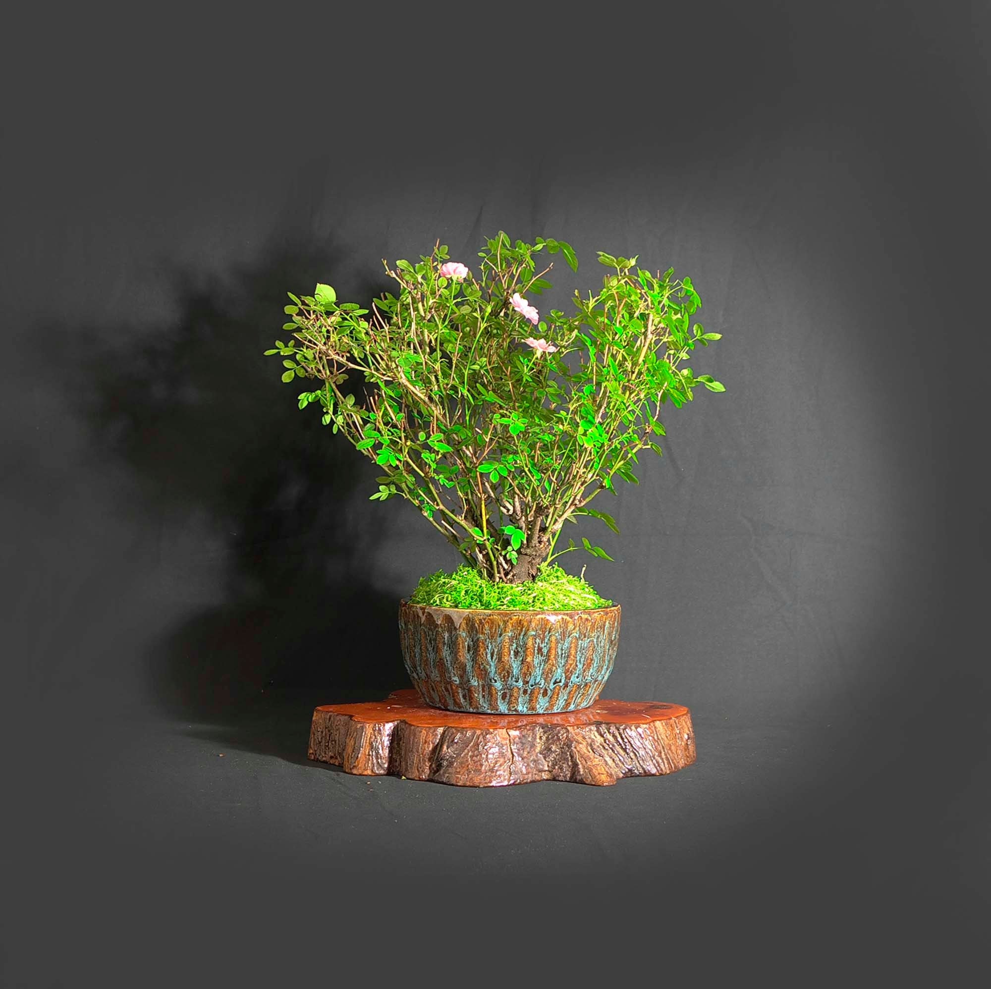 Dwarf Rose Bonsai Tree, Vitamin collection from LiveBonsaiTree