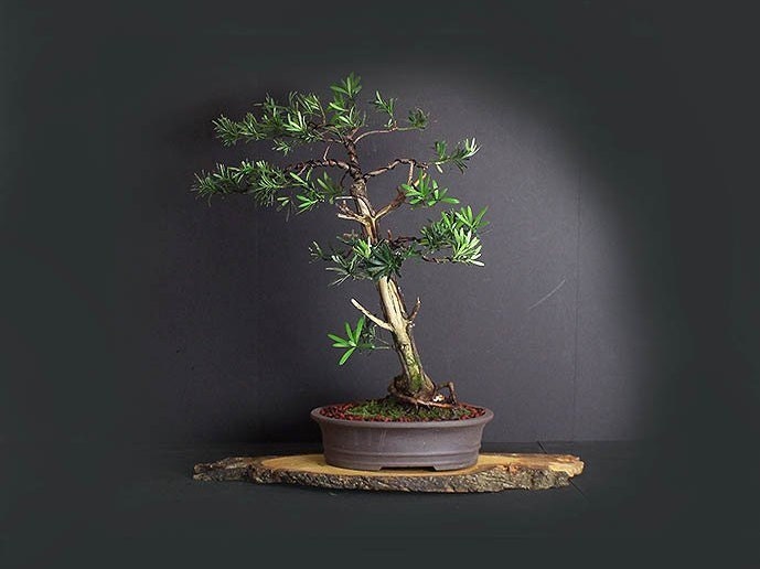 Podocarpus bonsai tree, Buddha Pine collection from LiveBonsaiTree