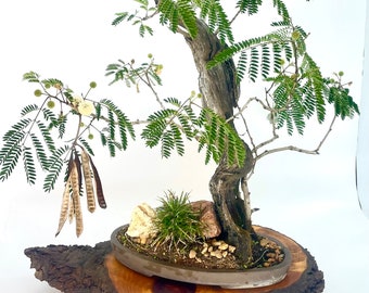 Tropical Mimosa landscape composition bonsai tree "Little bit of joy" collection from Live Bonsai Tree