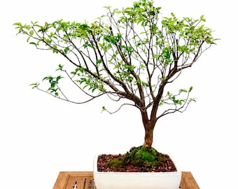 Albero bonsai di Jaboticaba: rara pianta viva brasiliana da frutto a forma di uva, stilizzata in modo informale eretto.