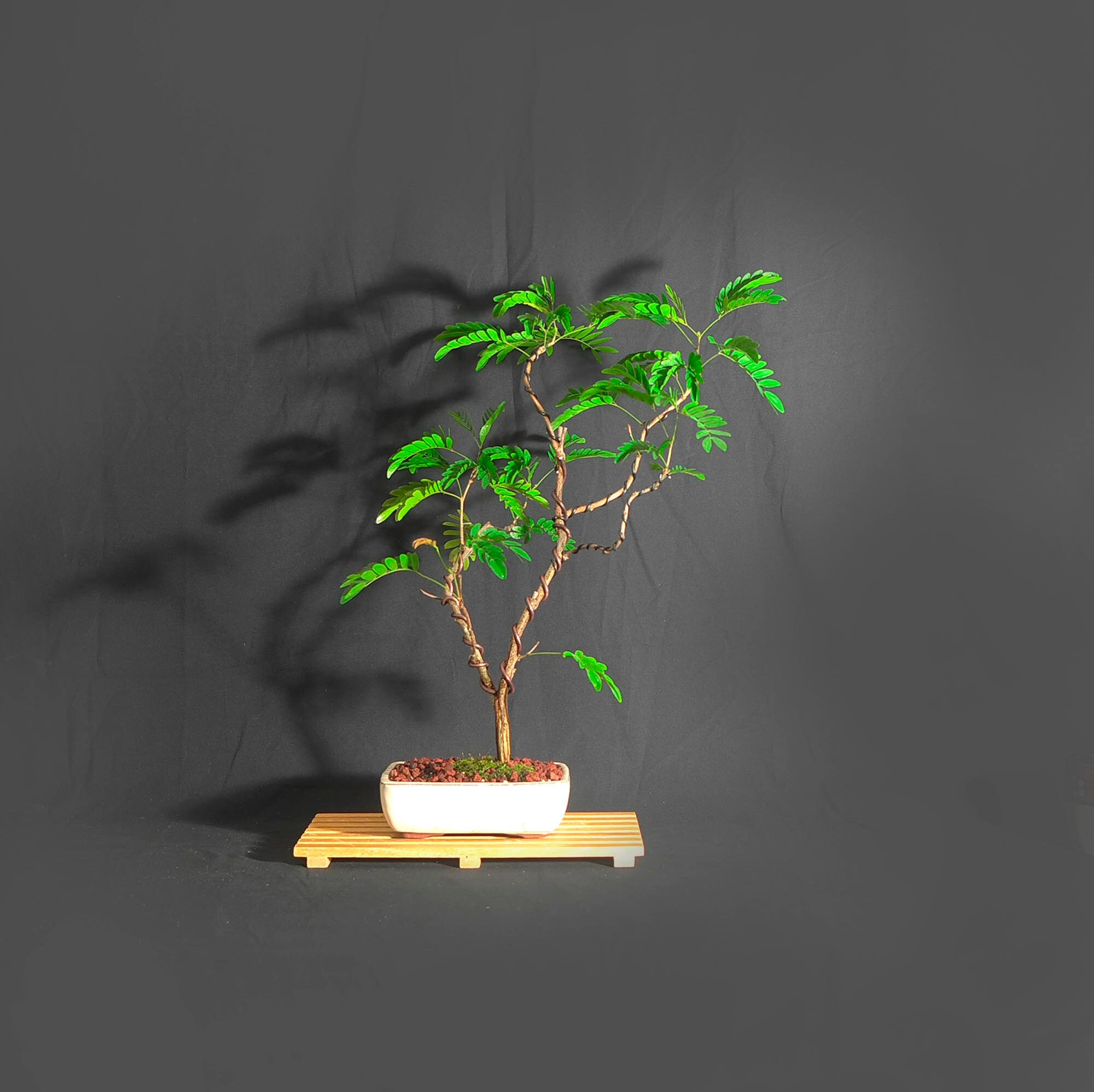 Powder Puff bonsai tree, Marta's Wood Collection from LiveBonsaiTree