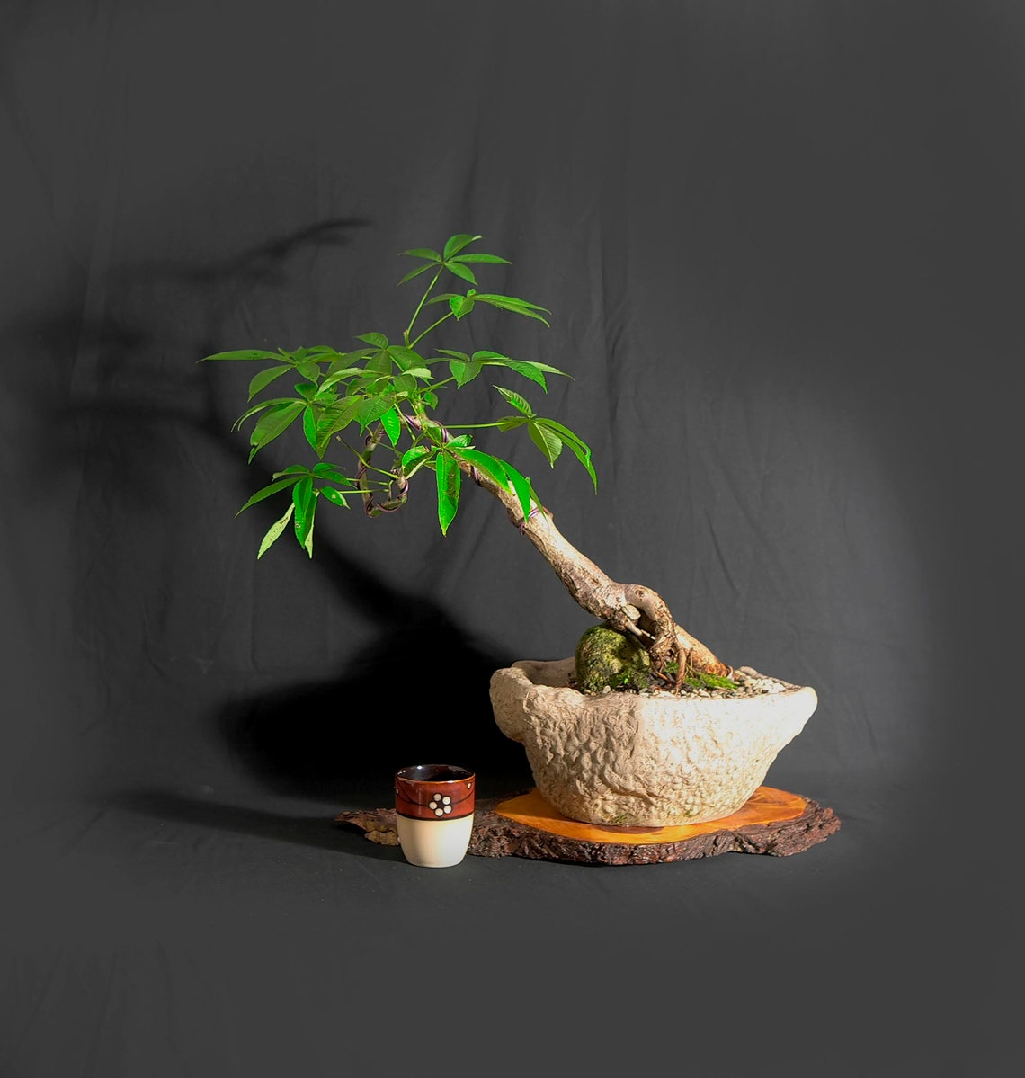 Mature Silk Floss Kapok Bonsai Tree Gift a Etsy