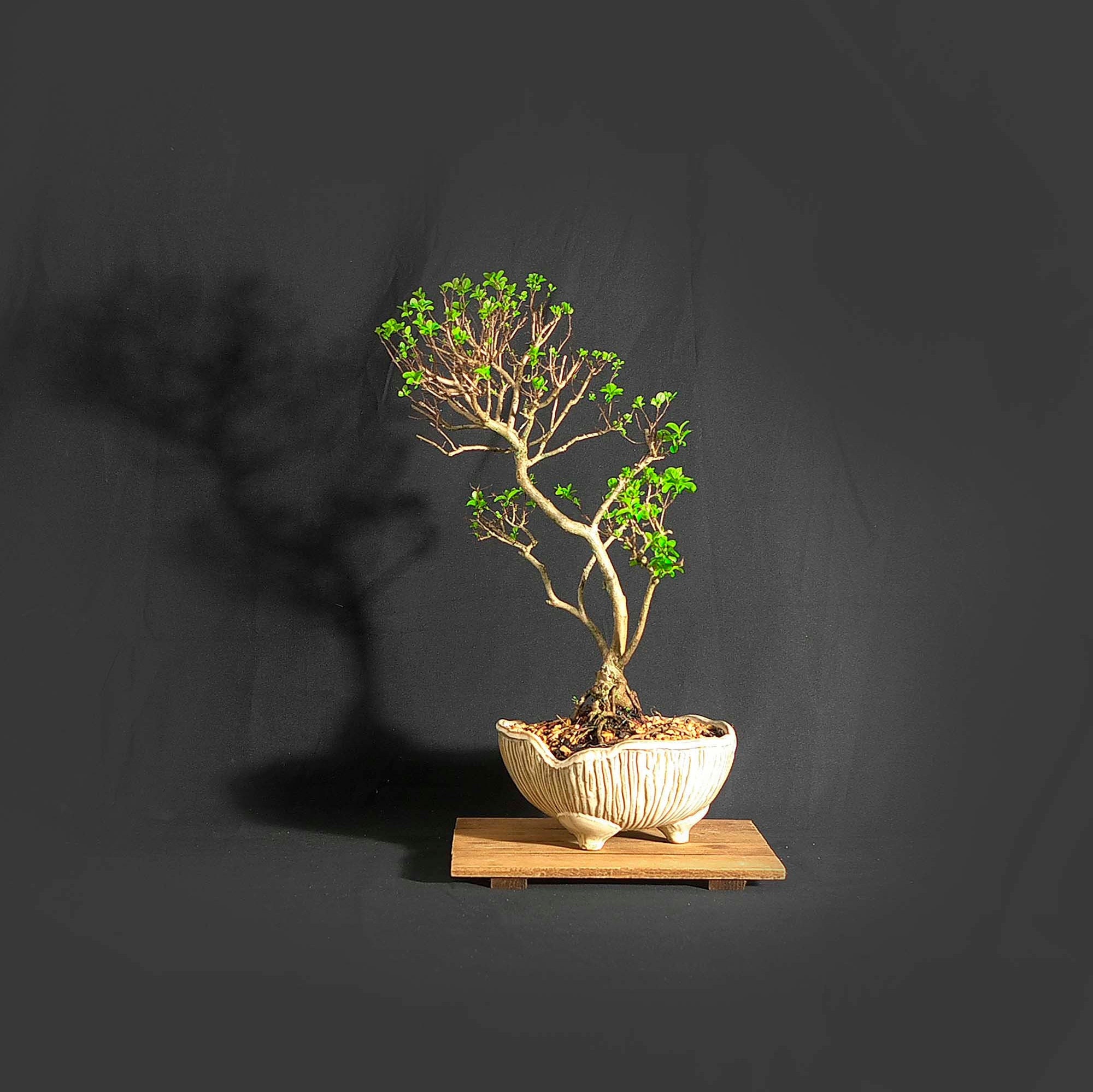 Rare, dwarf crape myrtle bonsai tree, Vitamin collection from