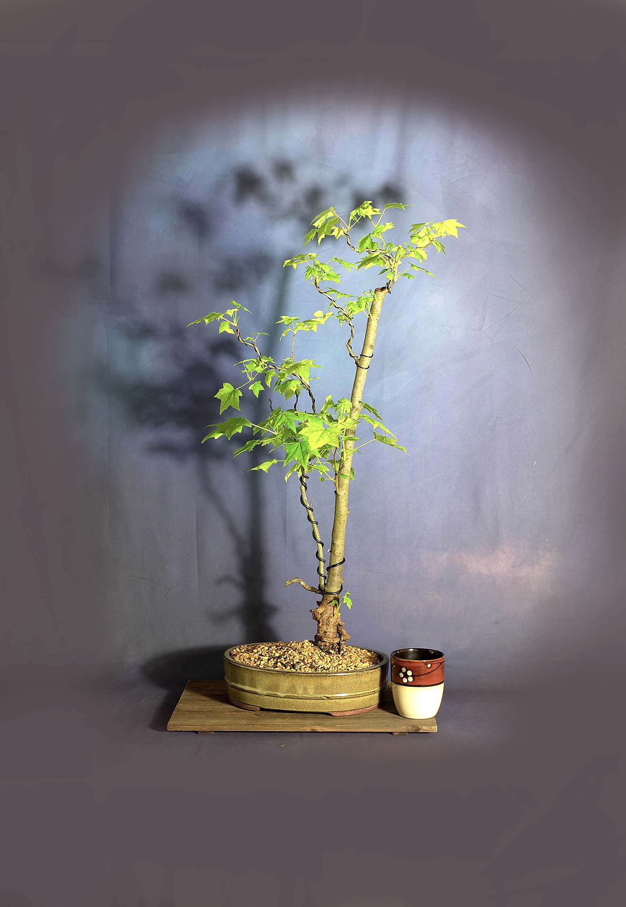 Sweetgum Bonsai Tree, LightEndTunnel collection from LiveBonsaiTree