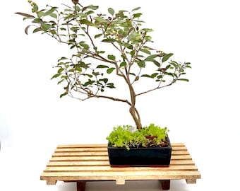 Rare Arabian Lilac Bonsai Tree: Purple Foliage, Lilac Blooms, Collector Specimen