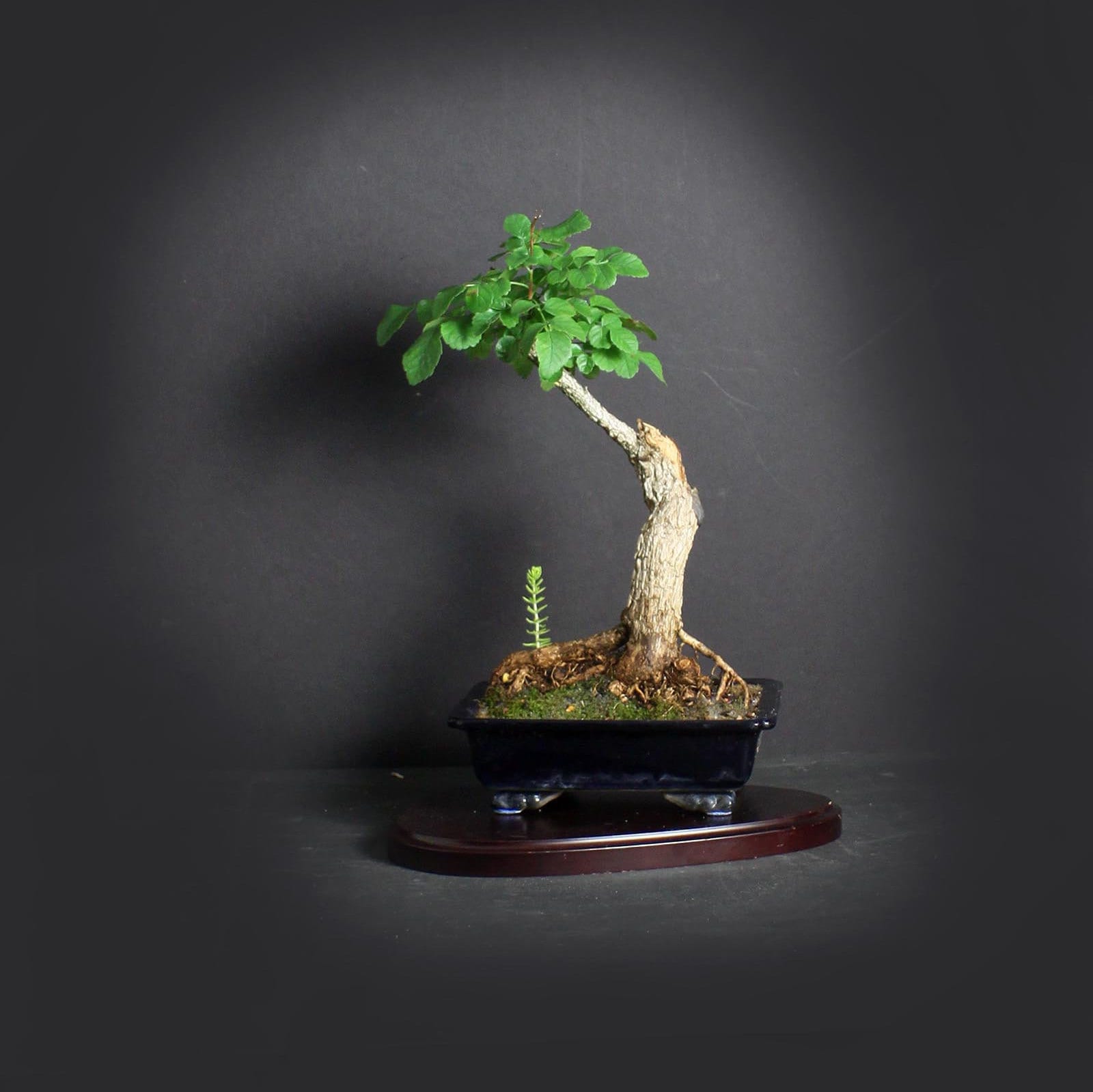 Cape Honeysuckle Bonsai Tree, Blooming bonsai collection from