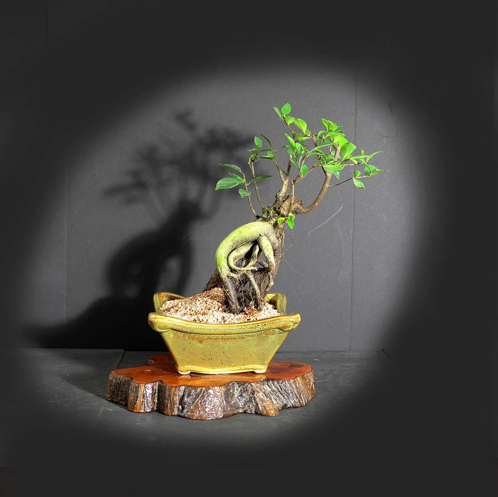 Ginseng ficus bonsai tree, Stress reduction collection from LiveBonsaiTree
