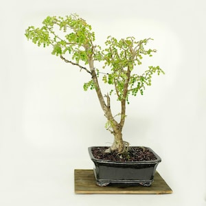 Campeche bonsai tree, &quot;Social Status&quot; Collection from Live Bonsai Tree
