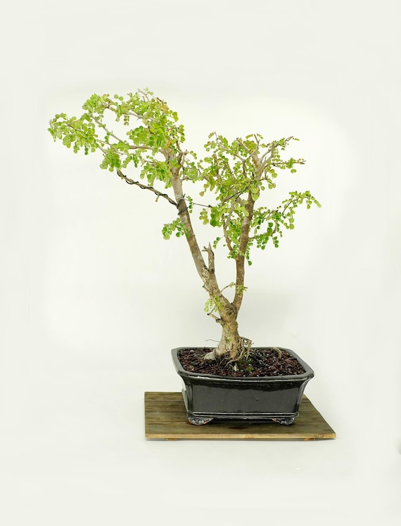 Australian Grapevine Bonsai Tree: Cultivation Tips and Benefits