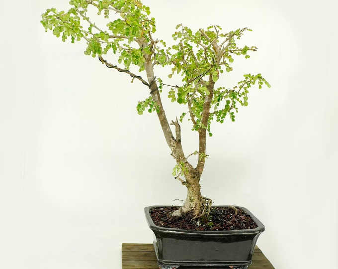 Campeche bonsai tree, "Social Status" Collection from Live Bonsai Tree