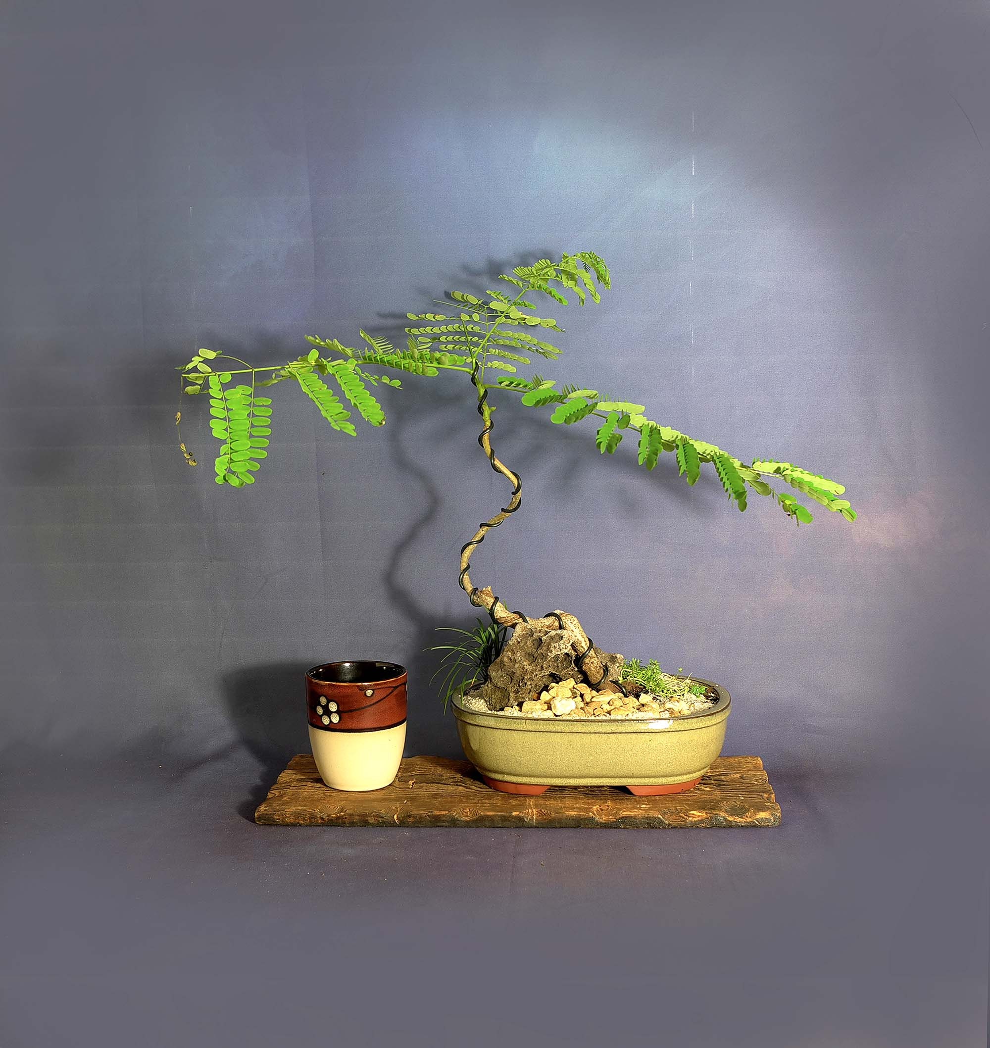  Royal Poinciana Tree Bonsai of all time Don t miss out 