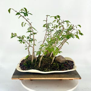 River tamarind landscape composition bonsai tree &quot;Little bit of joy&quot; collection from Live Bonsai Tree
