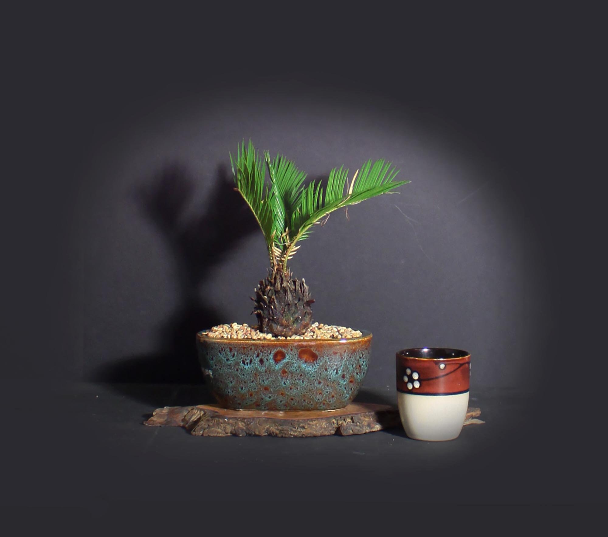 Sago Palm Bonsai Tree, Palm Bonsai collection from LiveBonsaiTree