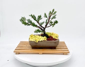 Shimpaku Juniper Bonsai Tree Juniper Procumbens Nana Outdoor Bonsai Handmade Styled Specimen
