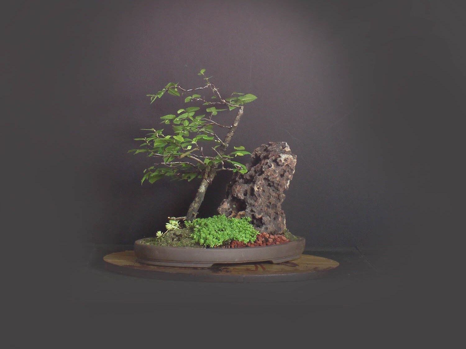 Hackberry bonsai tree landscape composition, Elm collection from