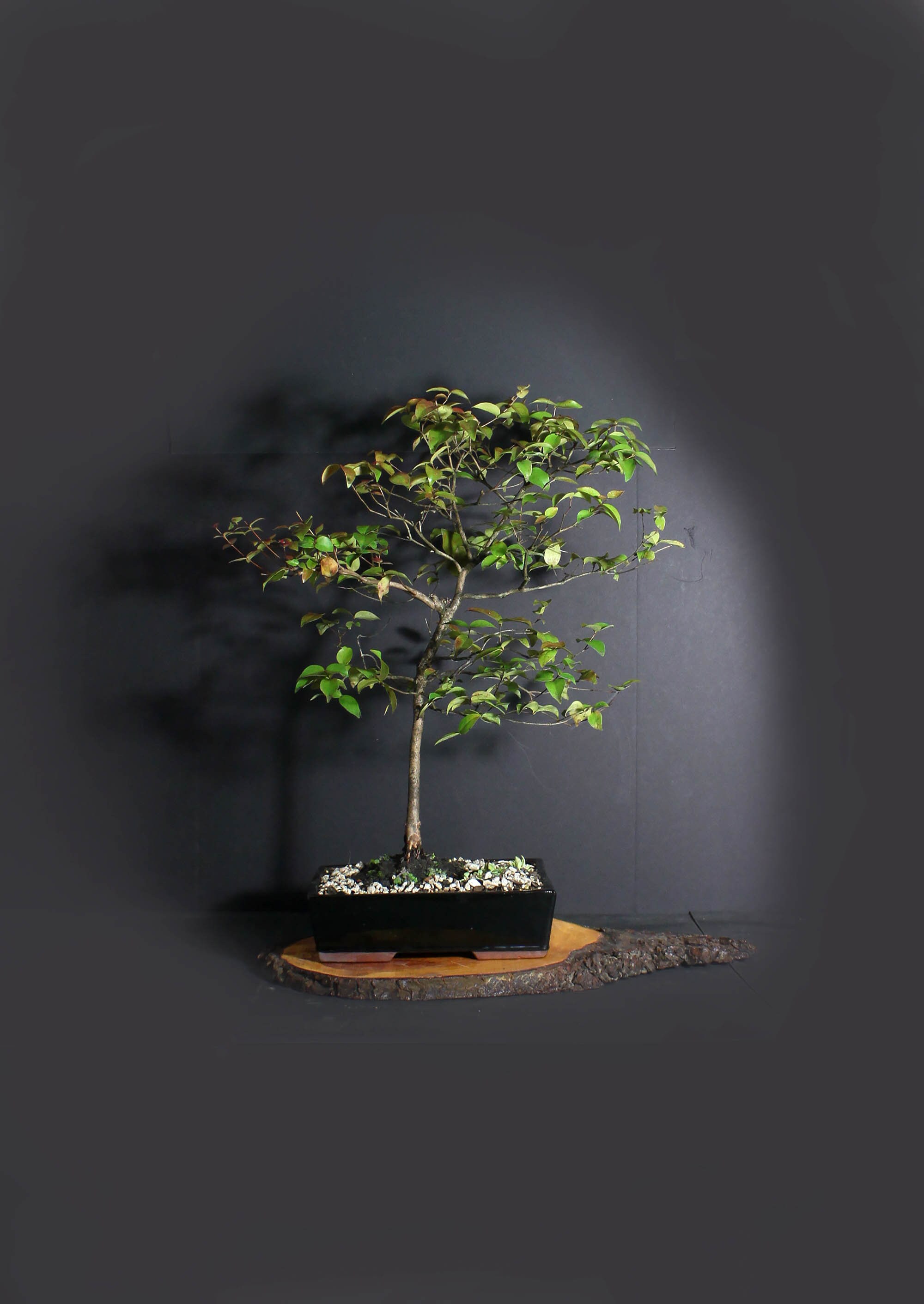 Surinam Cherry Bonsai Tree, Tropical fruit collection from LiveBonsaiTree
