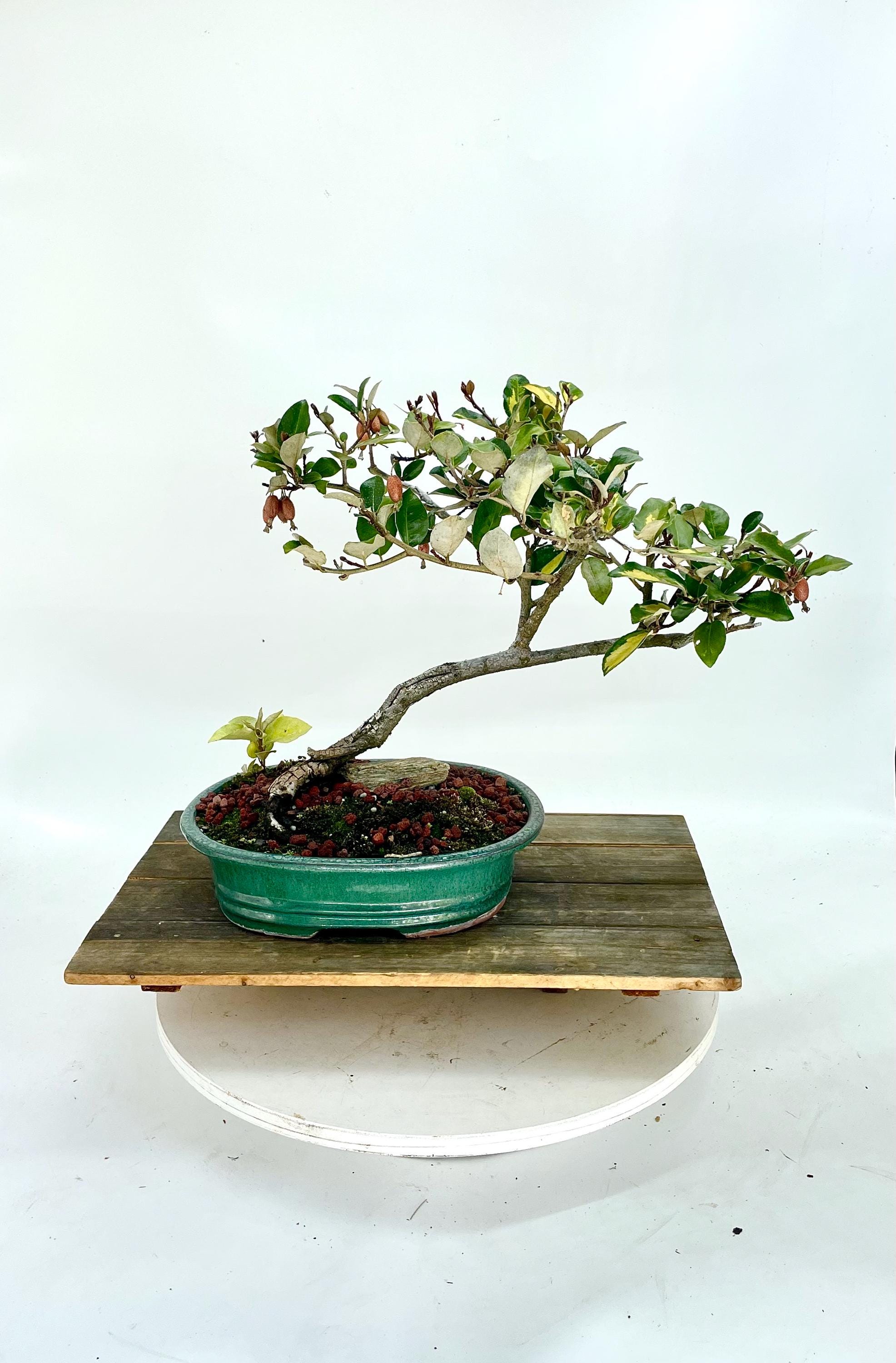 was ist bonsai droge Bonsai Pseudo-Lrchenwald  Bonsai winkel