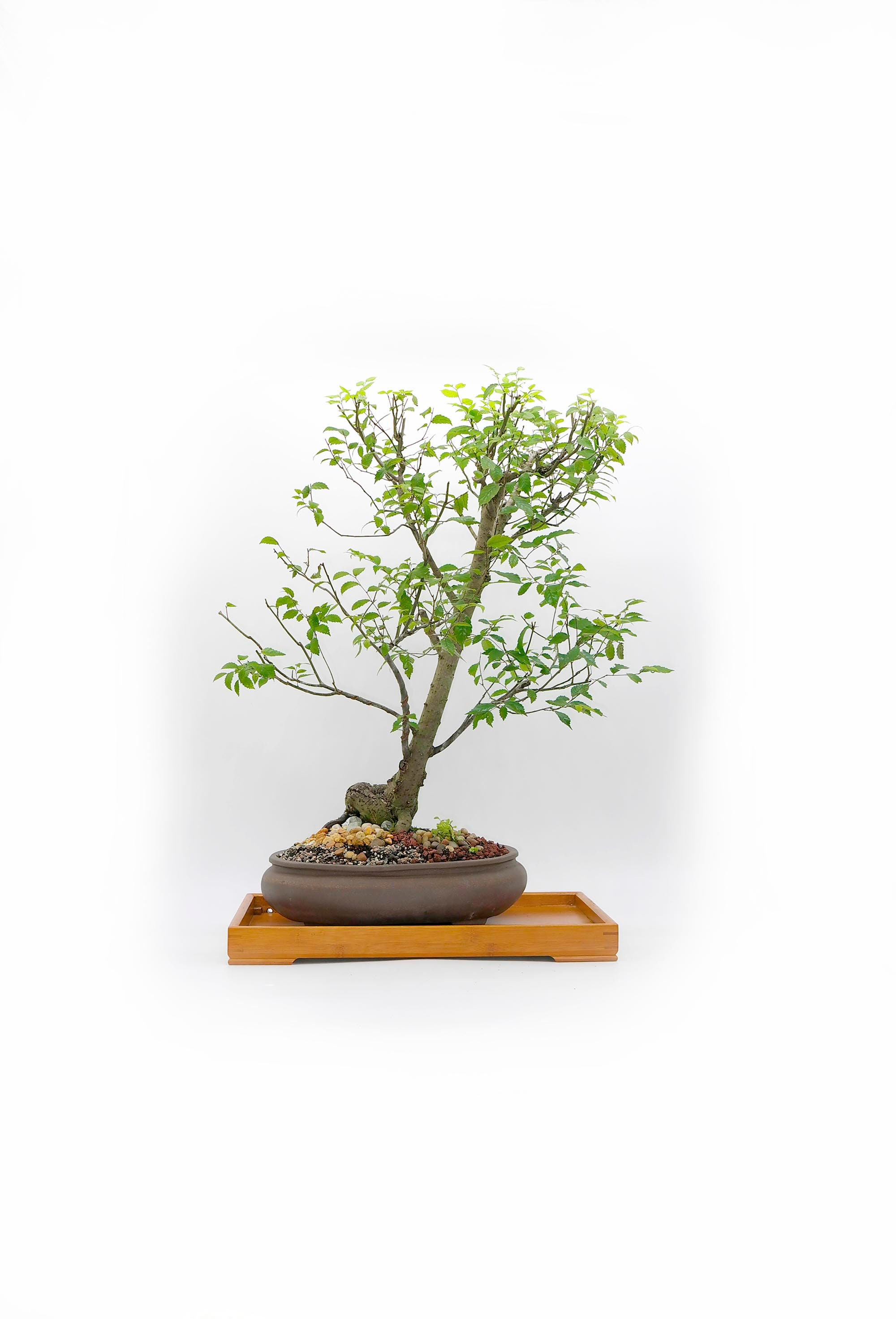 American Elm Bonsai Tree, Land lease collection from Live Bonsai Tree