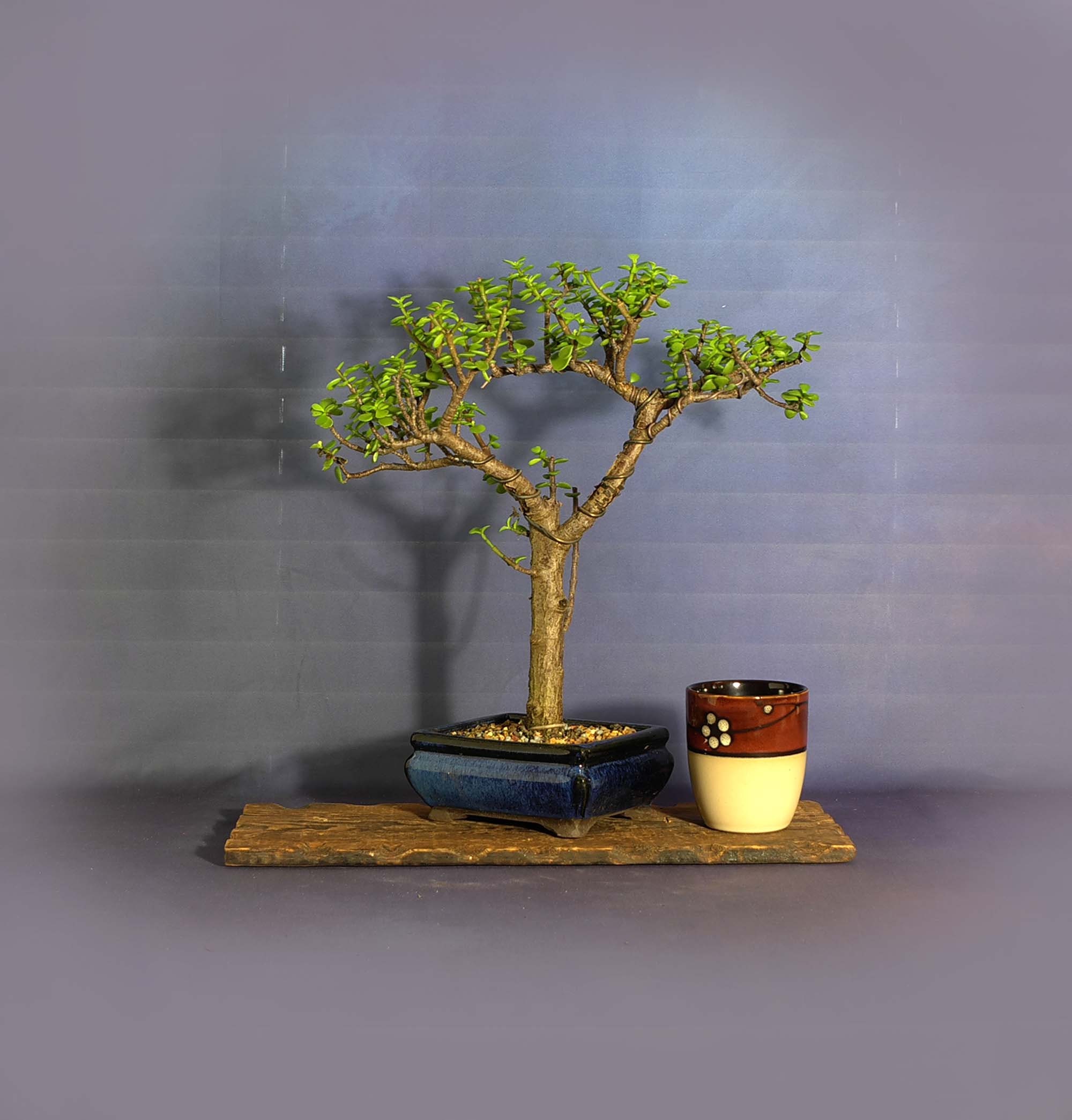 Dwarf jade bonsai tree, New normal collection from LiveBonsaiTree