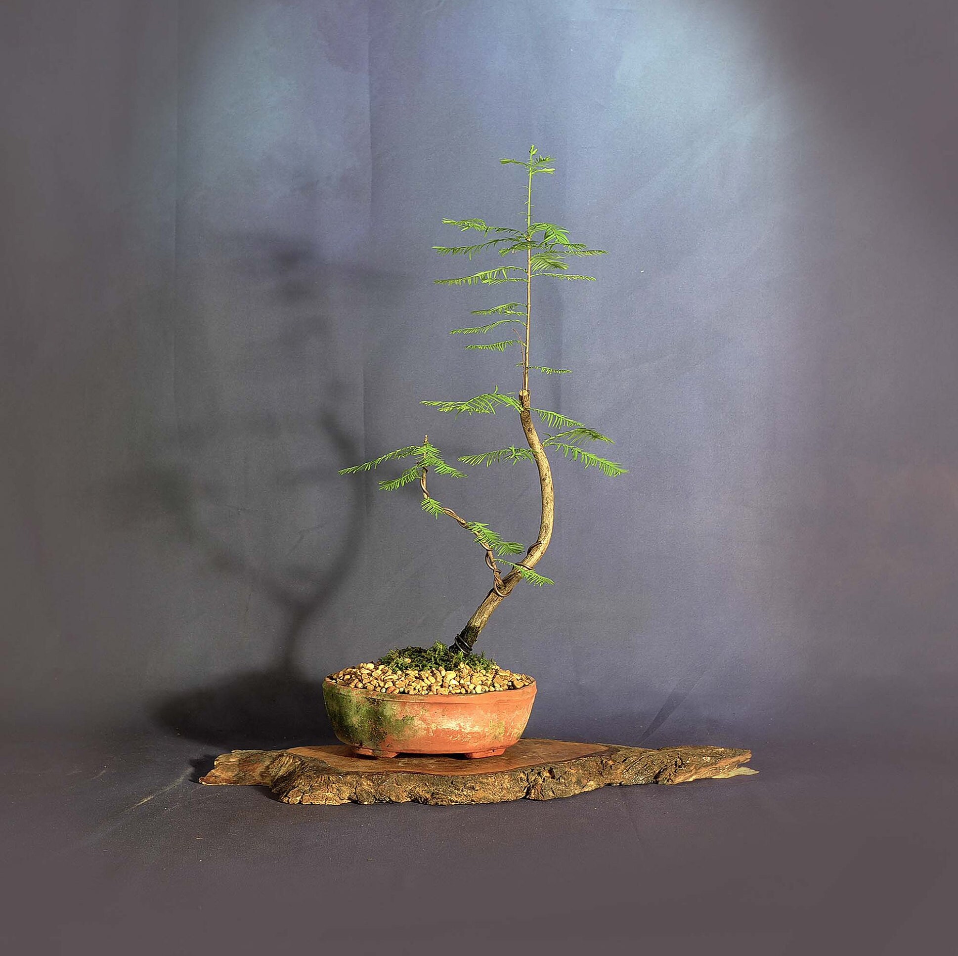 Bald cypress bonsai tree, Rustic home collection from LiveBonsaiTree