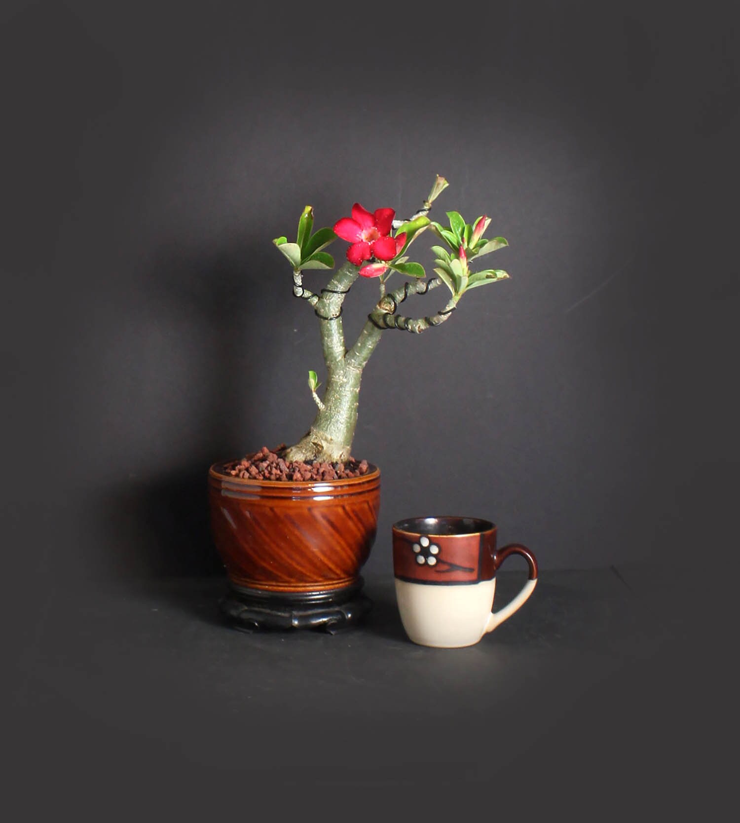 Desert Rose Bonsai Tree, Blooming collection from LiveBonsaiTree