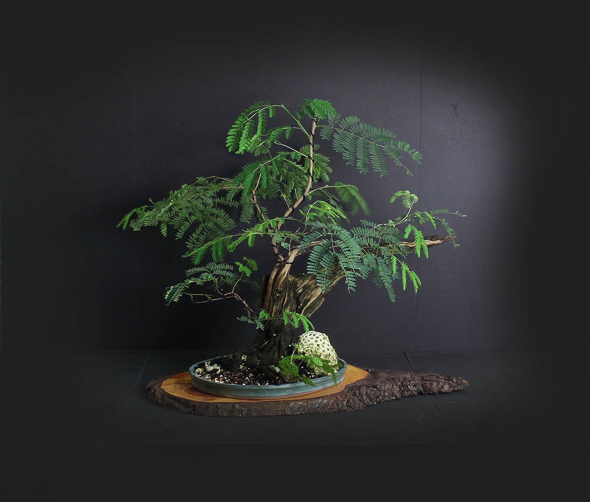 Acacia bonsai tree image