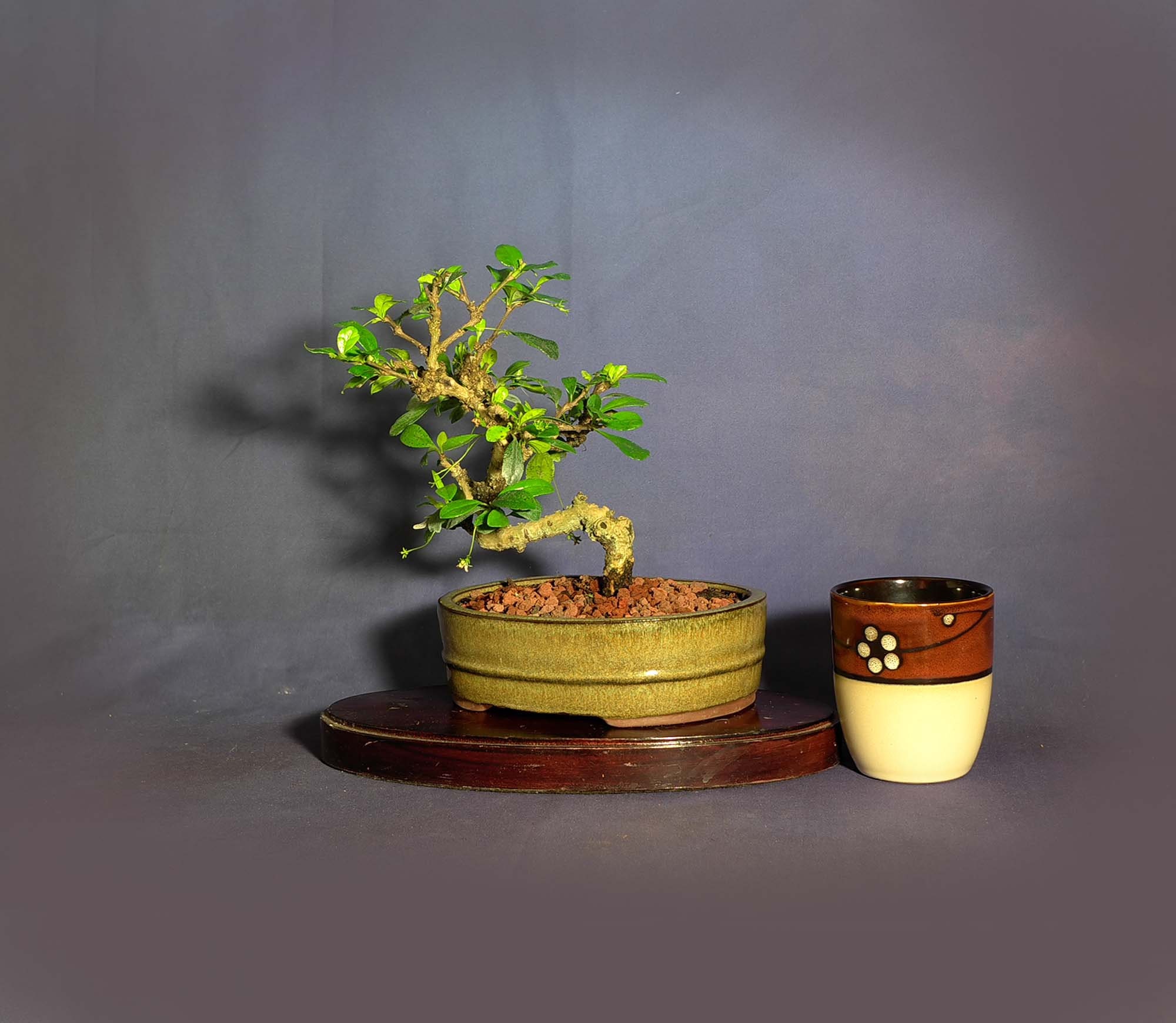38+ Fukien Tea Bonsai Care most complete Hobby plan