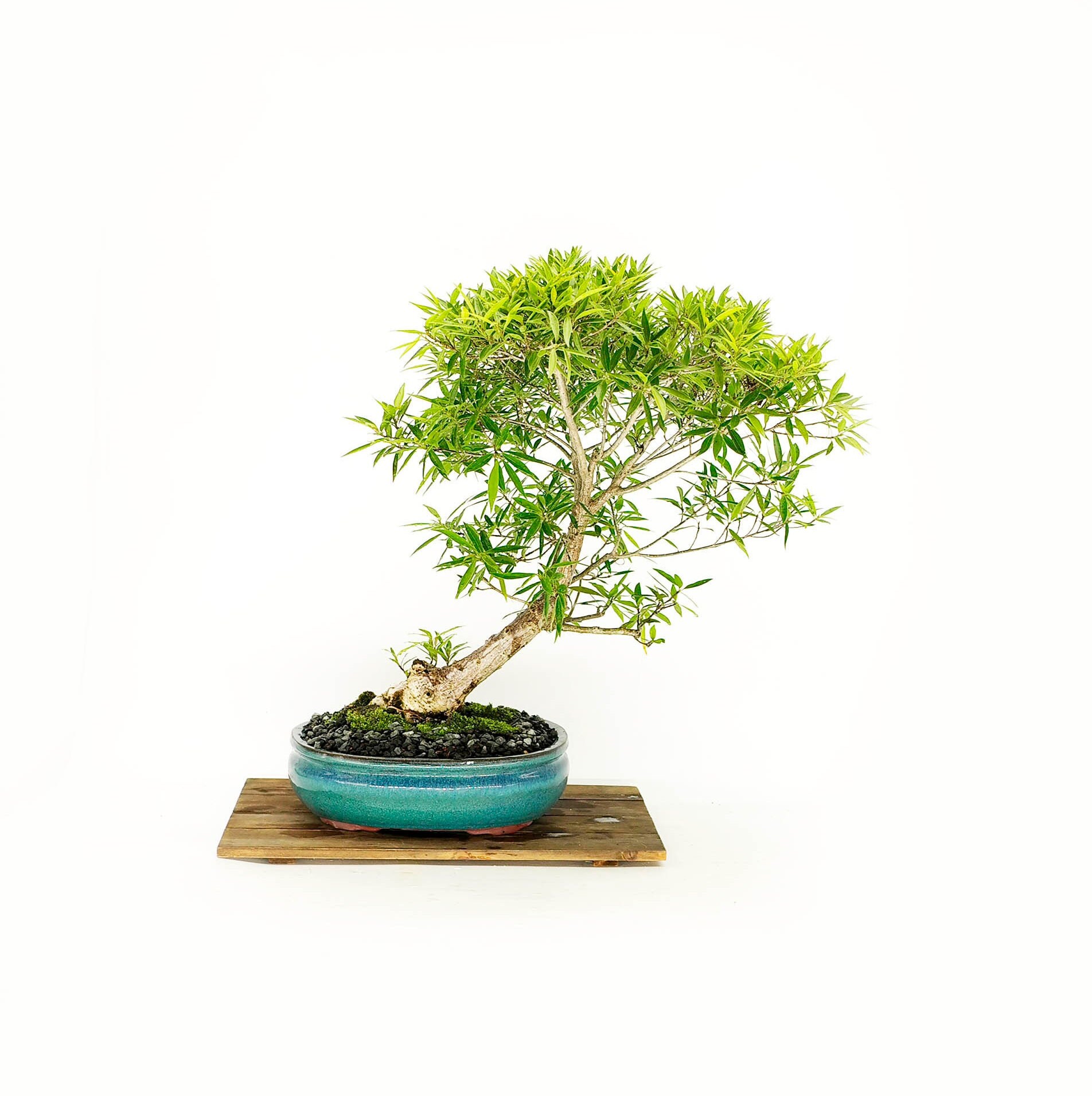 Narrow leaf fig bonsai tree, Come home collection from LiveBonsaiTree