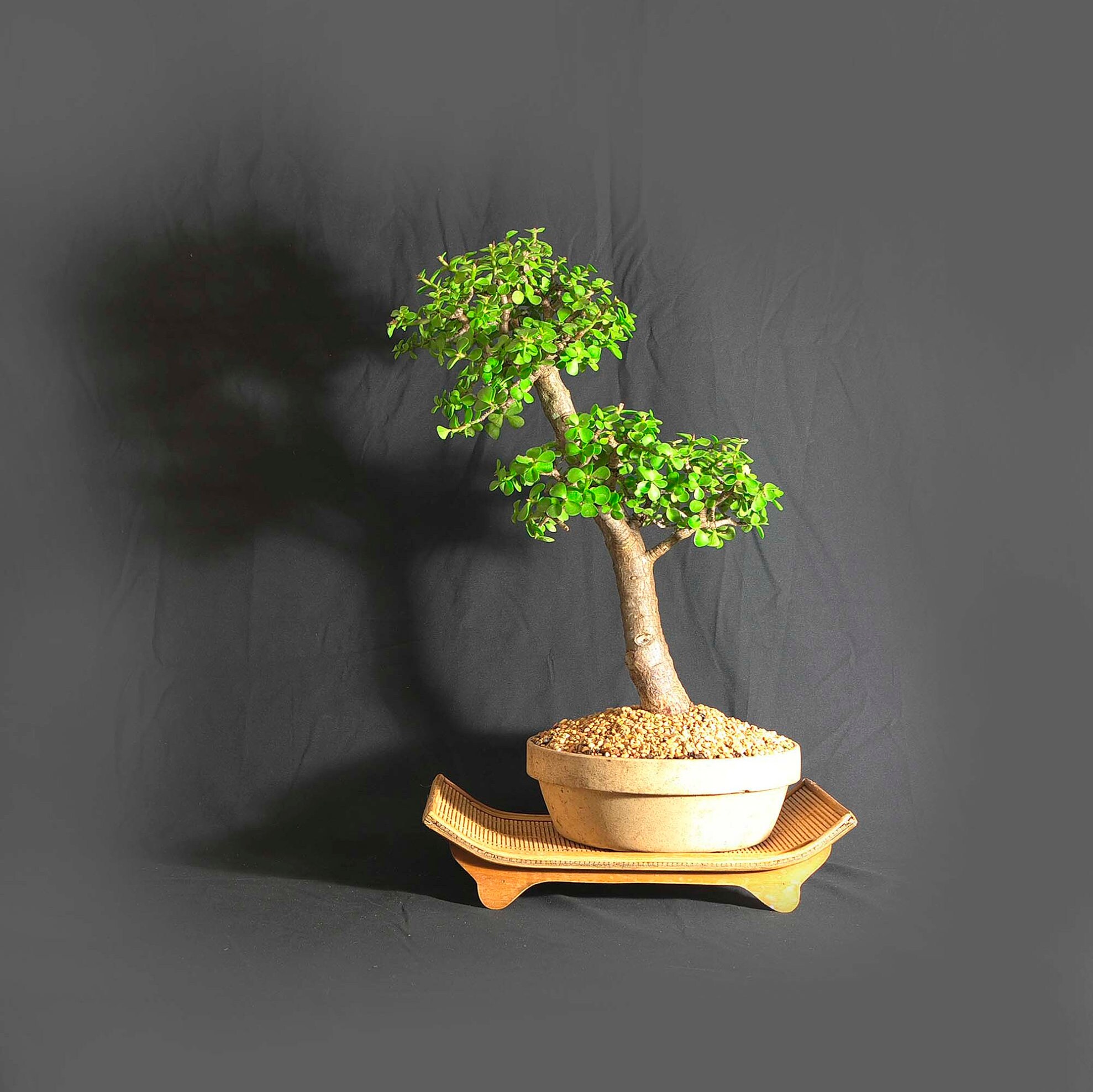 Mature dwarf jade bonsai tree, Forces of Nature collection from