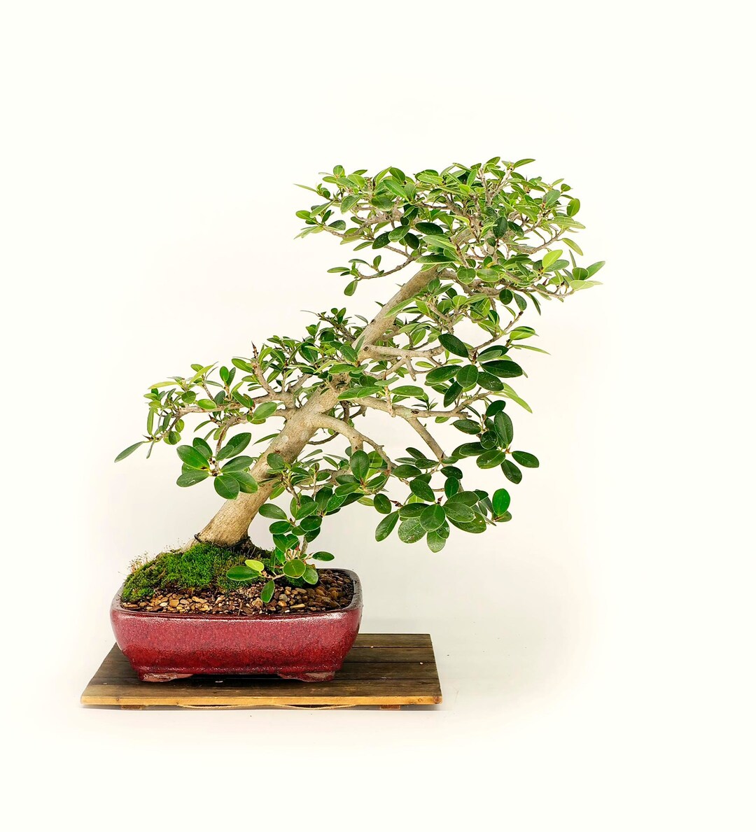 Mature Green Mound Fig Bonsai Tree, freedom Collection From Live Bonsai