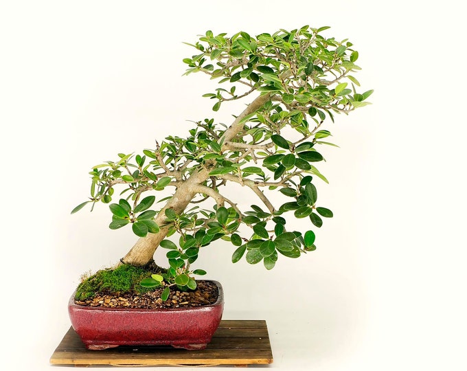 Mature Green Mound Fig bonsai tree, "Freedom" collection from Live Bonsai Tree