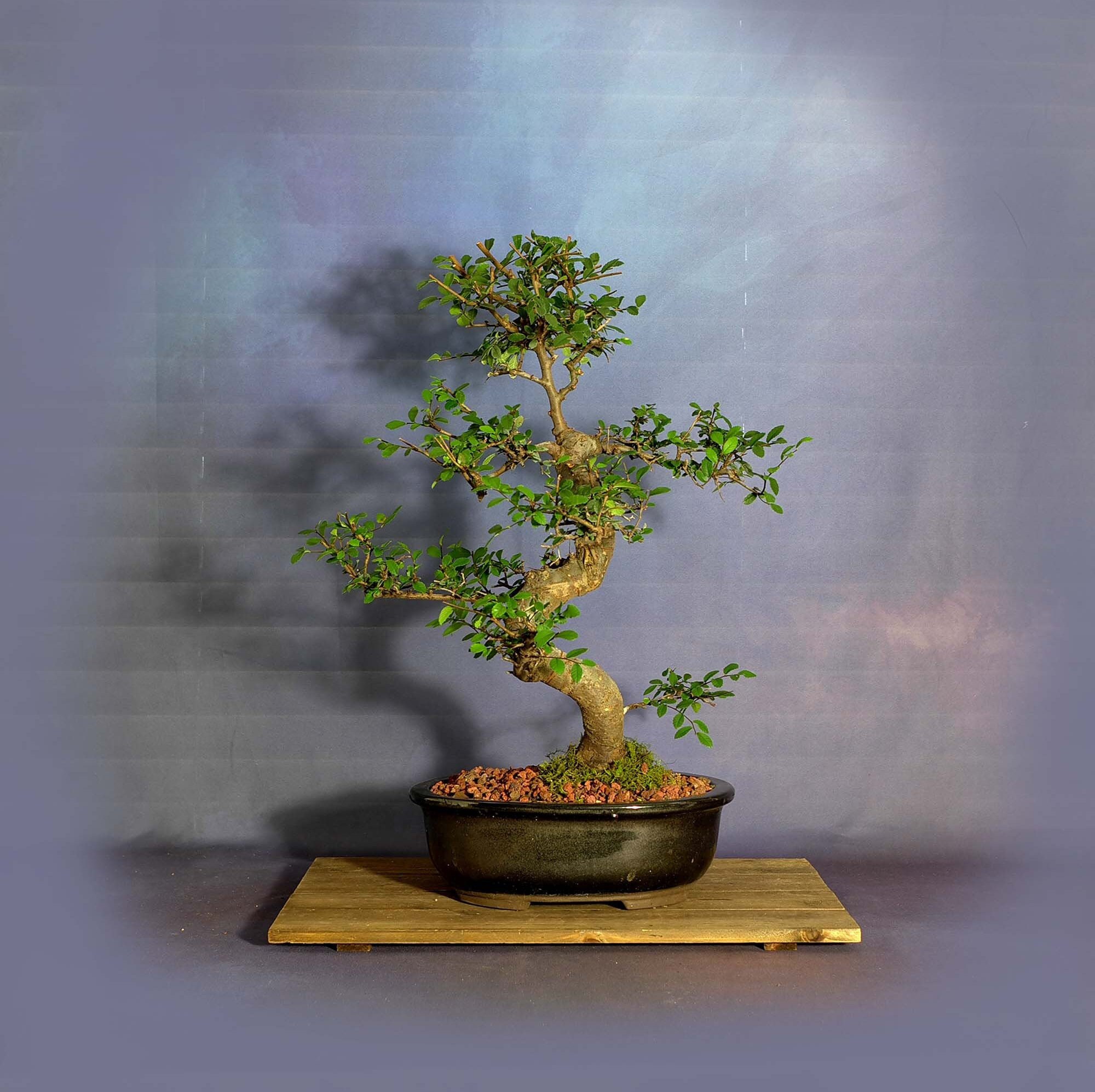 Japanese Zelkova Elm bonsai tree, Coping strategies collection from