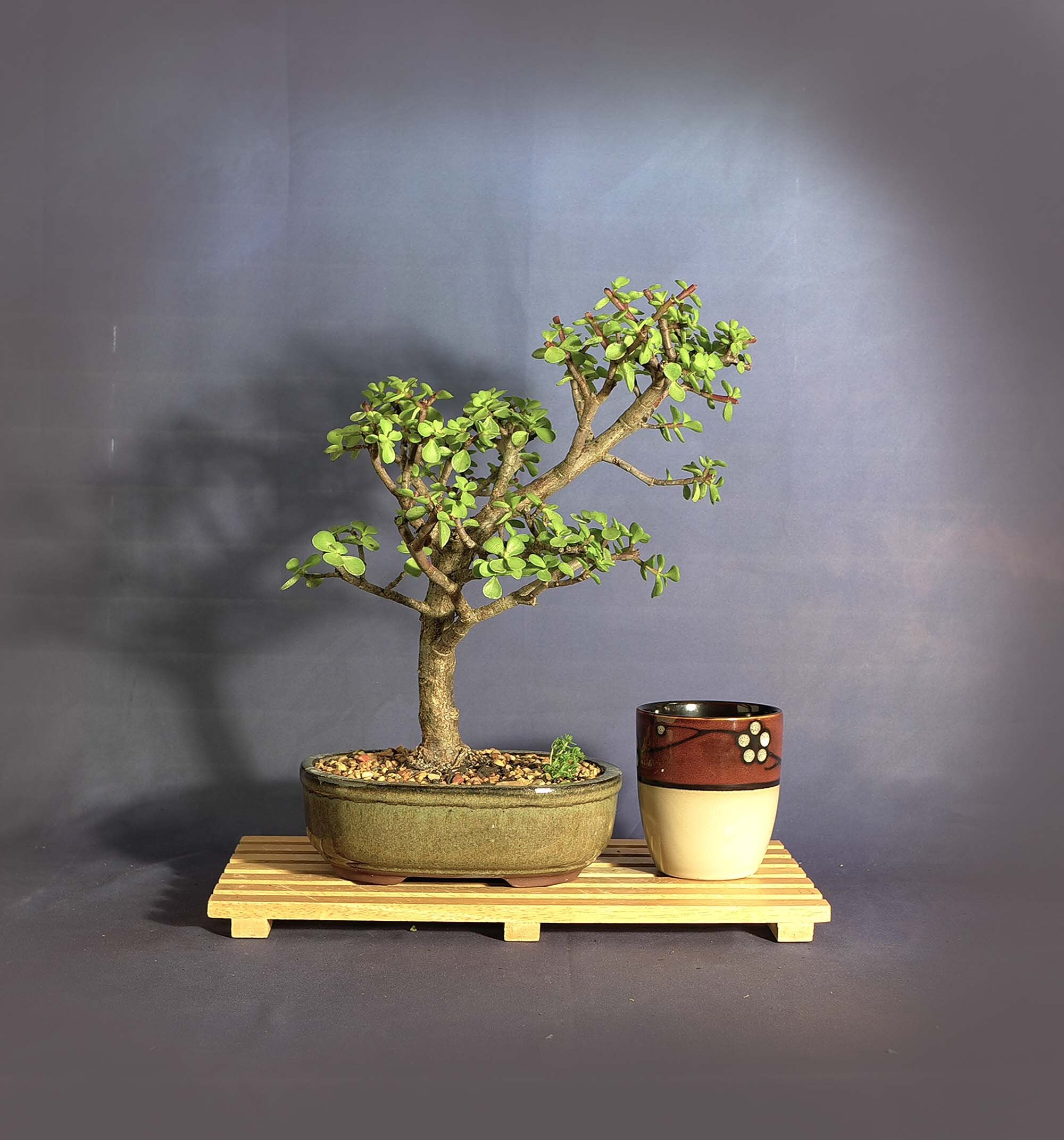 Dwarf jade bonsai tree, New normal collection from LiveBonsaiTree