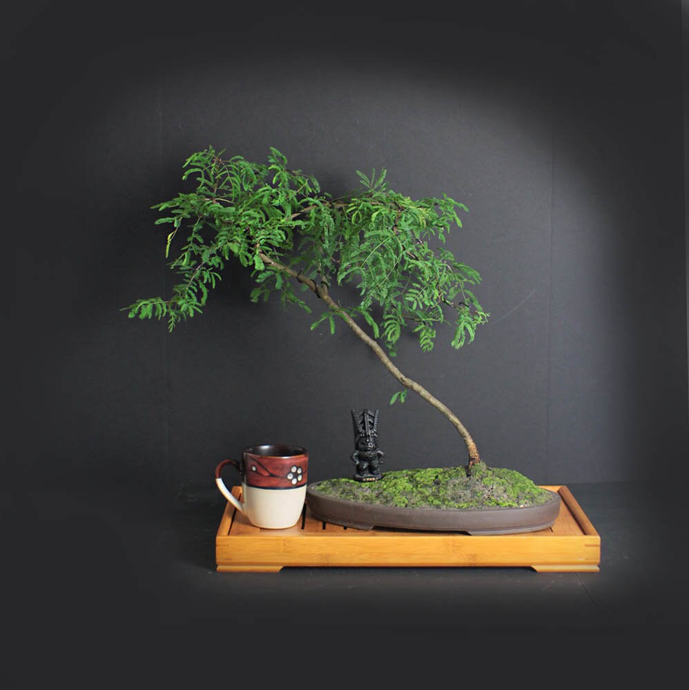 Sweet acacia bonsai tree, Acacia bonsai collection from LiveBonsaiTree