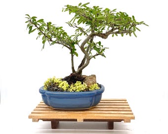 Pyracantha Firethorn Bonsai Tree  in Glazed Container