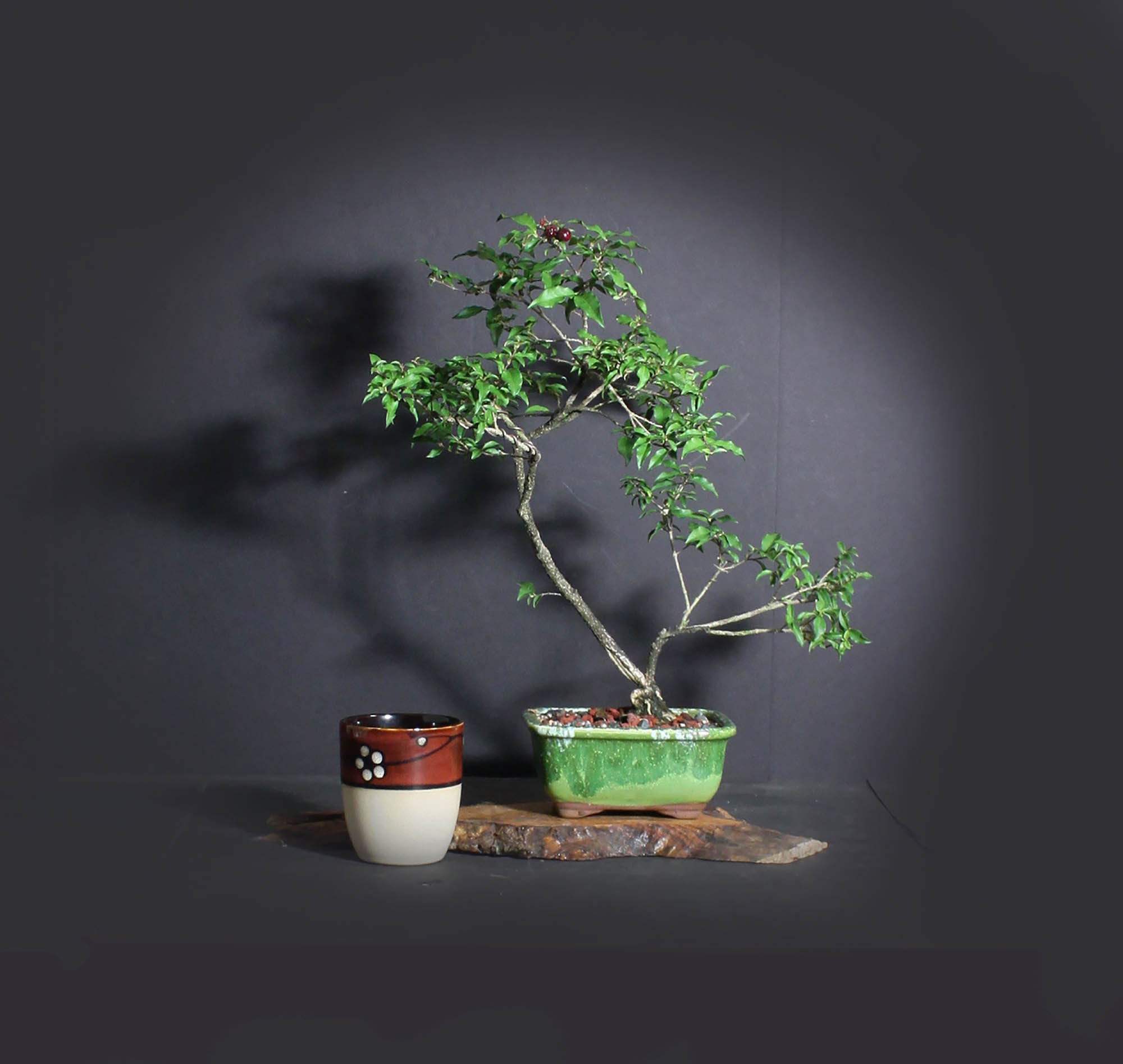 Dwarf barbados cherry bonsai tree, Fruits of the tropics collection