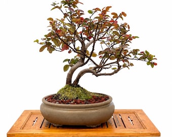 Loropetalum Bonsai Tree: Pink Blooming Chinese Fringe Flower, Styled Live Plant
