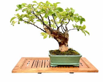 Pink Crape Myrtle Bonsai Tree: Sumo Style, Thick Trunk, Flowering, Mature Specimen