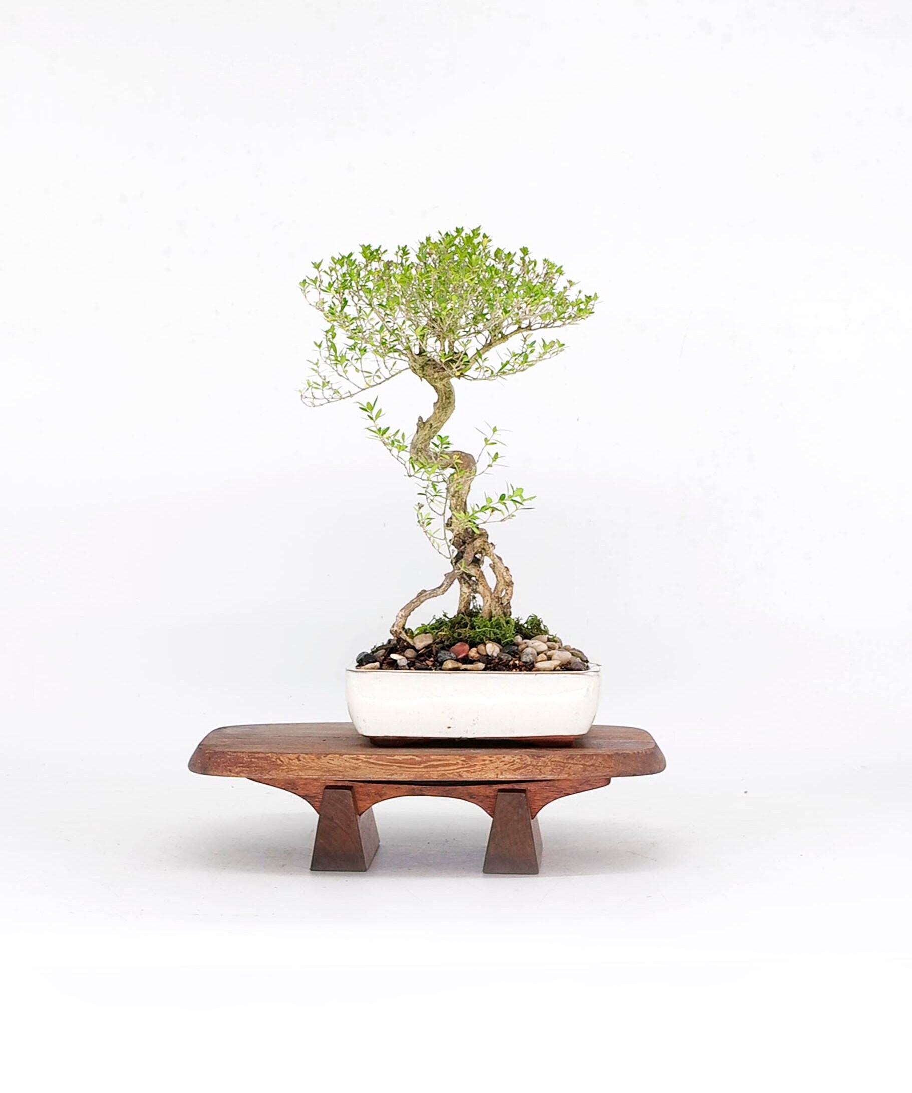 Serissa snow rose bonsai tree, Strategic Pleasure collection from Live