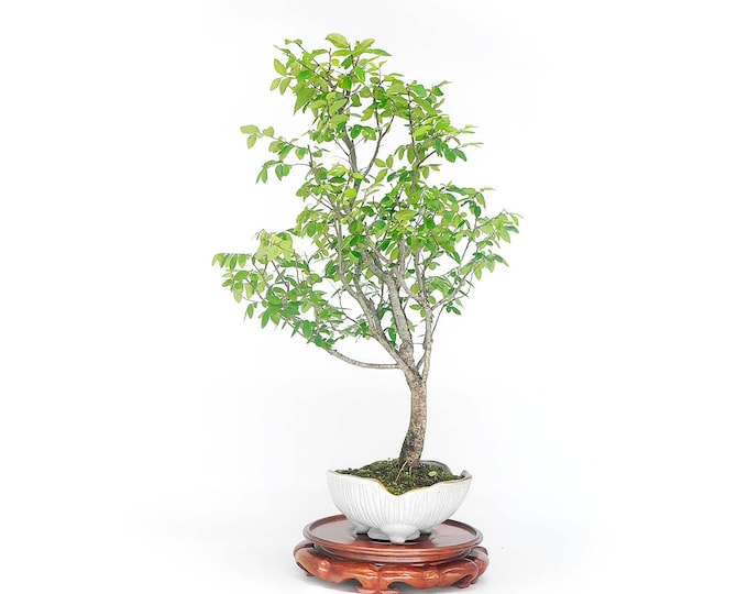 American native Elm Bonsai Tree, "Livingroom Zen" Collection from LiveBonsaiTree"