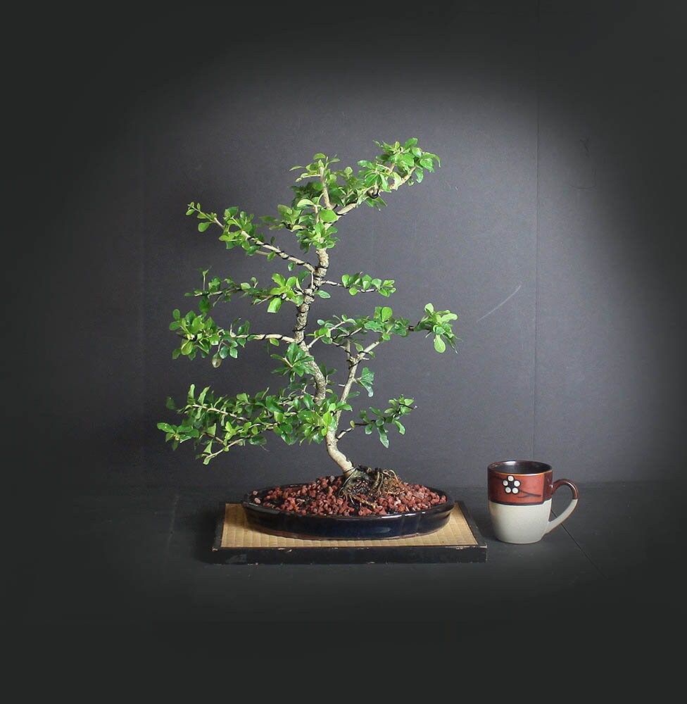 Tintillo bonsai tree, Puerto Rico natives collection from LiveBonsaiTree