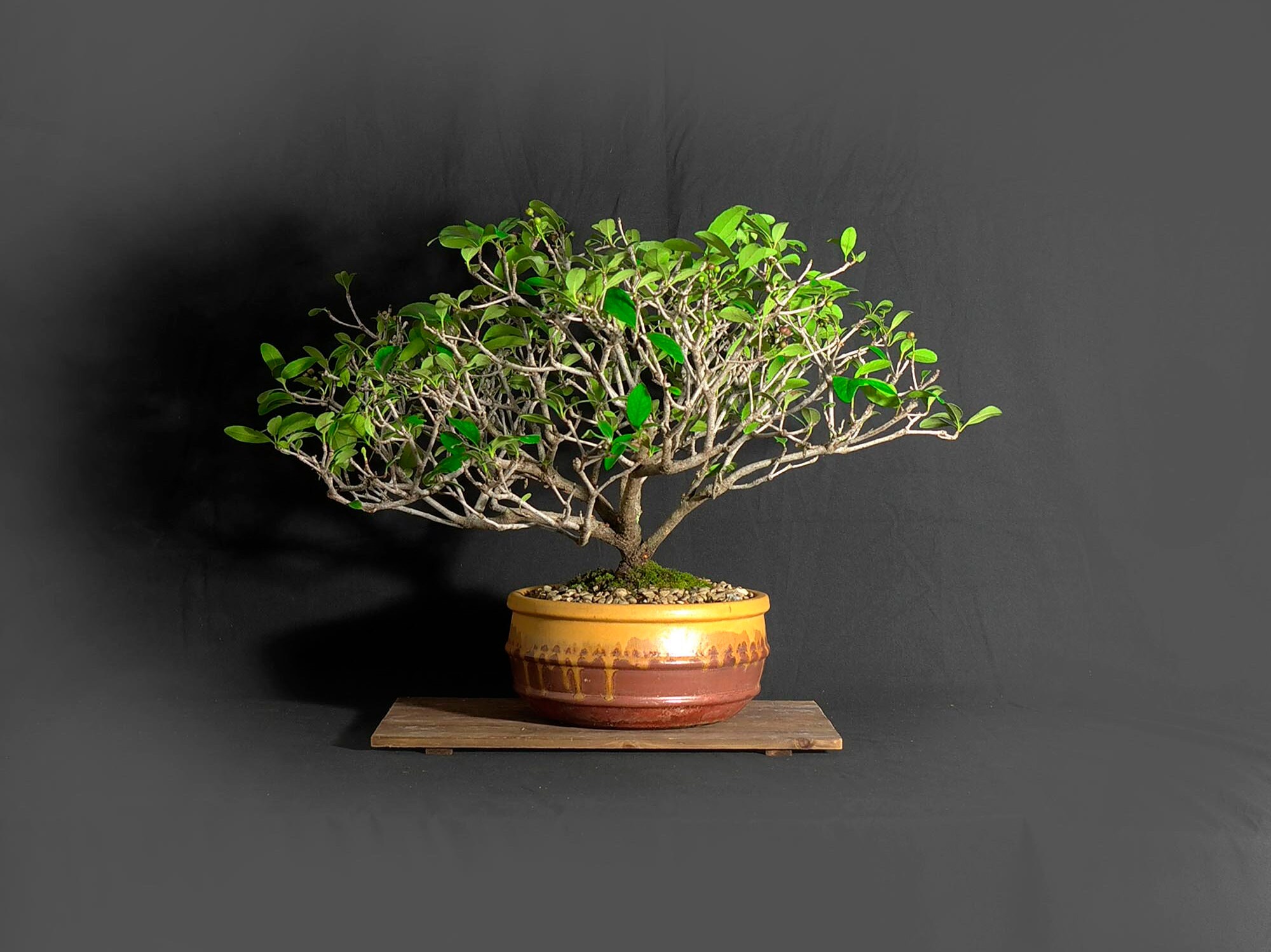 Indian hawthorn bonsai tree, Isolation benefit collection from Live