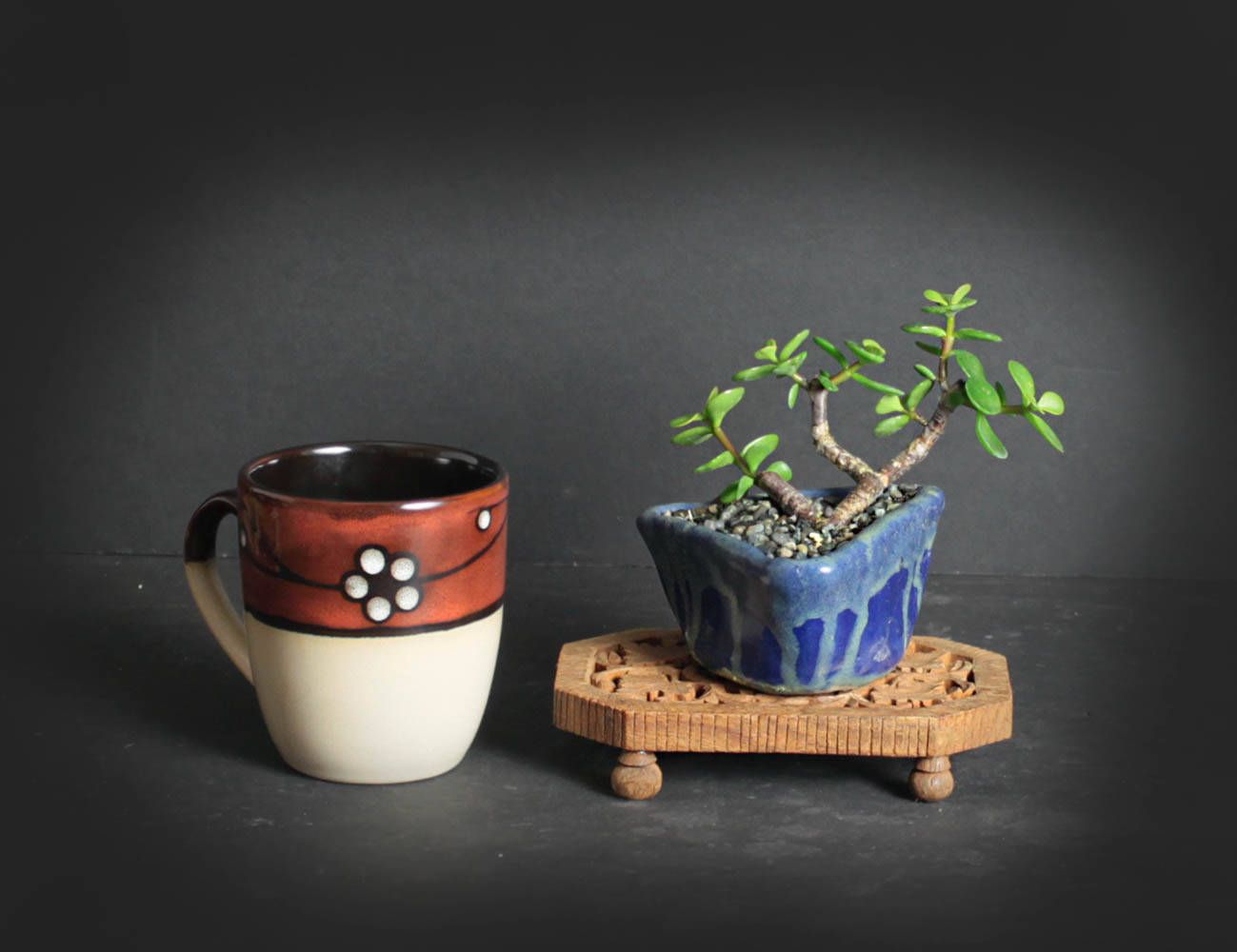 Dwarf Jade bonsai tree, succulent bonsai collection from LiveBonsaiTree