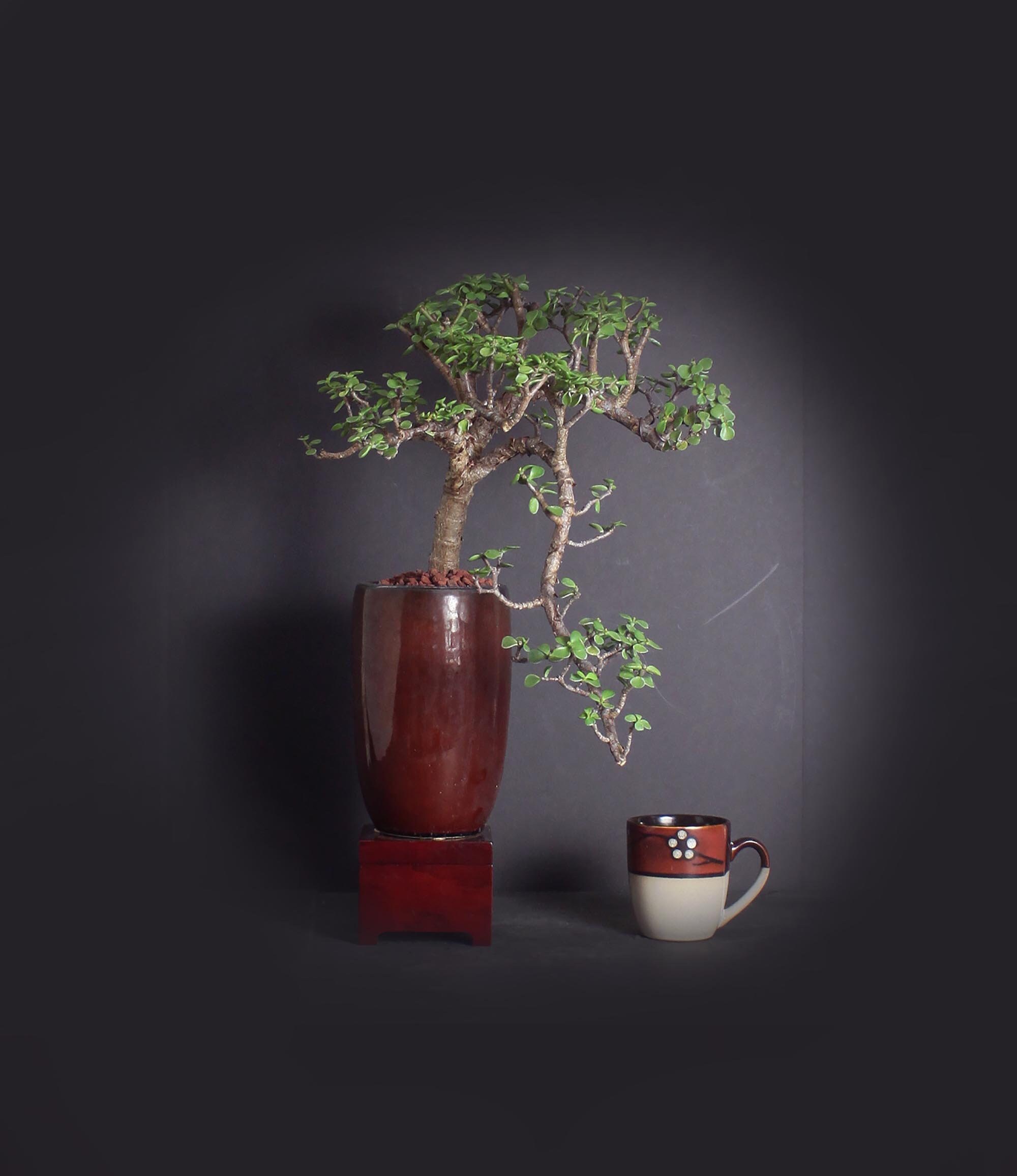 Dwarf jade bonsai tree, African Safari bonsai collection from