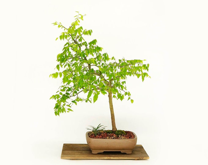 Hackberry Bonsai Tree, "Stand against evil!" collection from LiveBonsaiTree