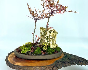 Firepower Heavenly bamboo landscape composition, "Reward Yourself" collection from Live Bonsai Tree