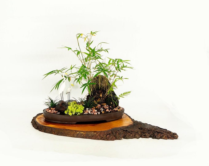 Fern bamboo landscape composition "Friend for life" collection from Live Bonsai Tree