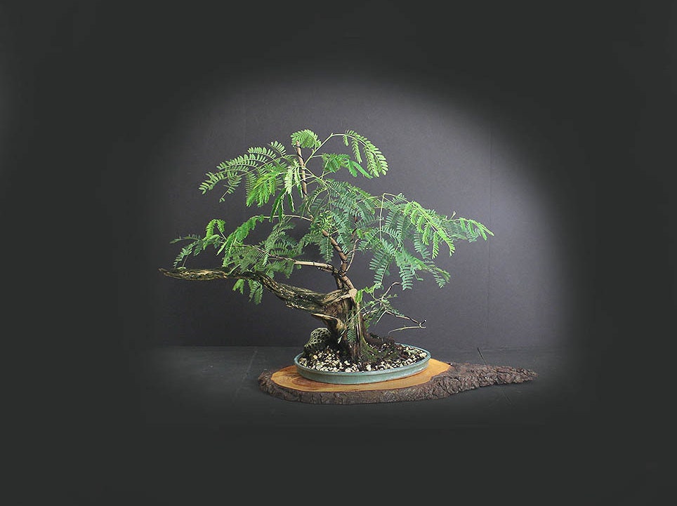 Acacia Bonsai tree Exotics collection from LiveBonsaiTree